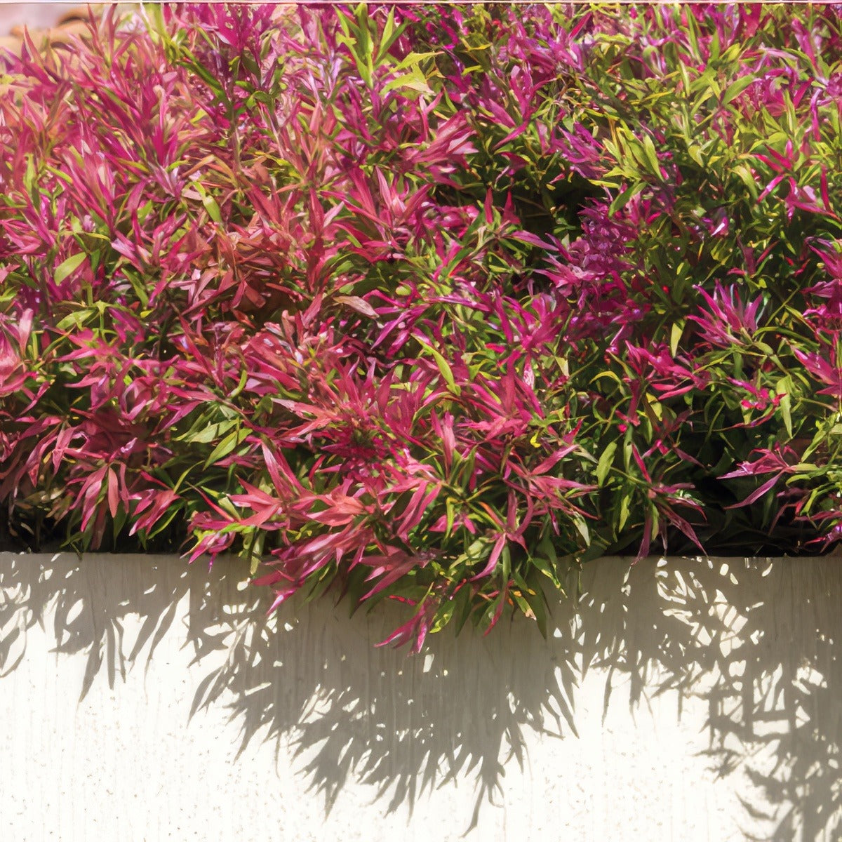 Agonis Flexuosa Nana Lpoagofna - Garden Express Australia