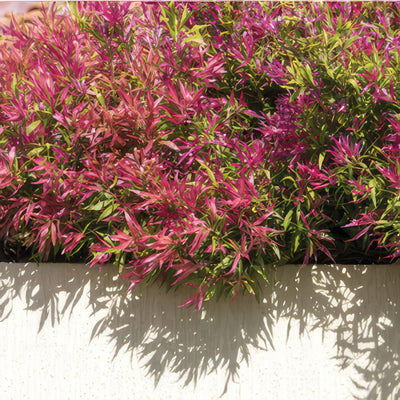 Agonis Flexuosa Nana Lpoagofna - Garden Express Australia