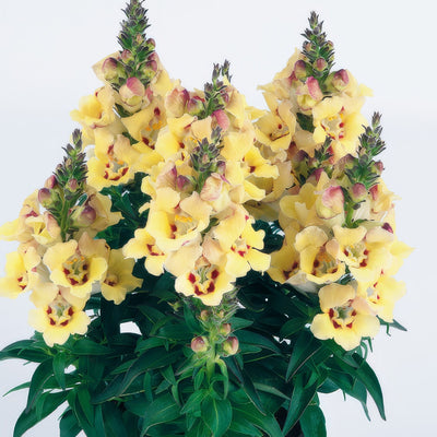 Antirrhinum Antirinca Yellow Maroon P68antaym - Garden Express Australia
