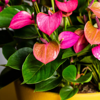 Anthurium Baby Purple - Garden Express Australia