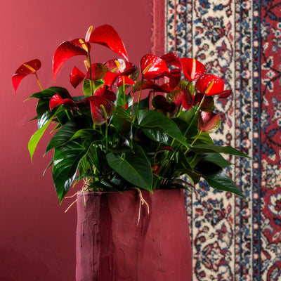 Anthurium Red Bull 2 - Garden Express Australia