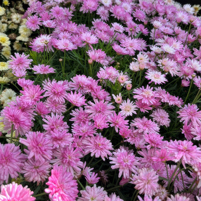 Argyranthemum Aramis Double Pink - Garden Express Australia