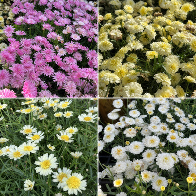 Argyranthemum Aramis Double Collection Colargaco - Garden Express Australia