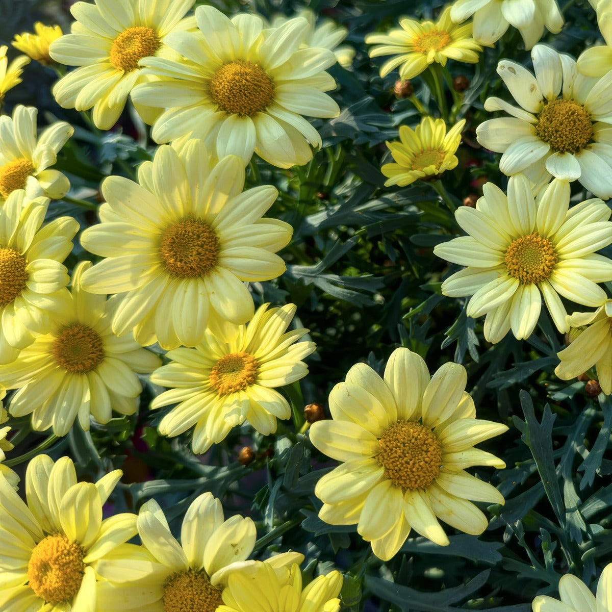 Argyranthemum Aramis Golden Yellow - Garden Express Australia