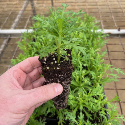 Argyranthemum Aramis Golden Yellow Plug - Garden Express Australia