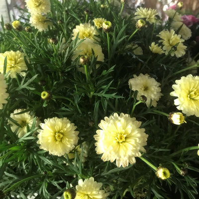 Argyranthemum Aramis Double Primrose - Garden Express Australia