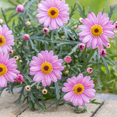Argyranthemum Comet Pink - Garden Express Australia