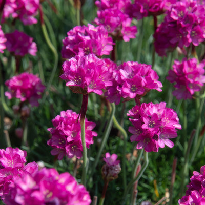 Armeria Morning Star Rose 1 - Garden Express Australia
