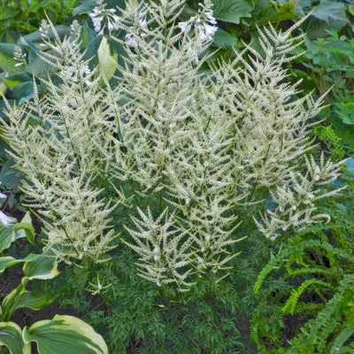Aruncus Fairy Hair Pkarufha - Garden Express Australia