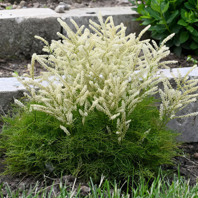 Aruncus Fairy Hair - Garden Express Australia