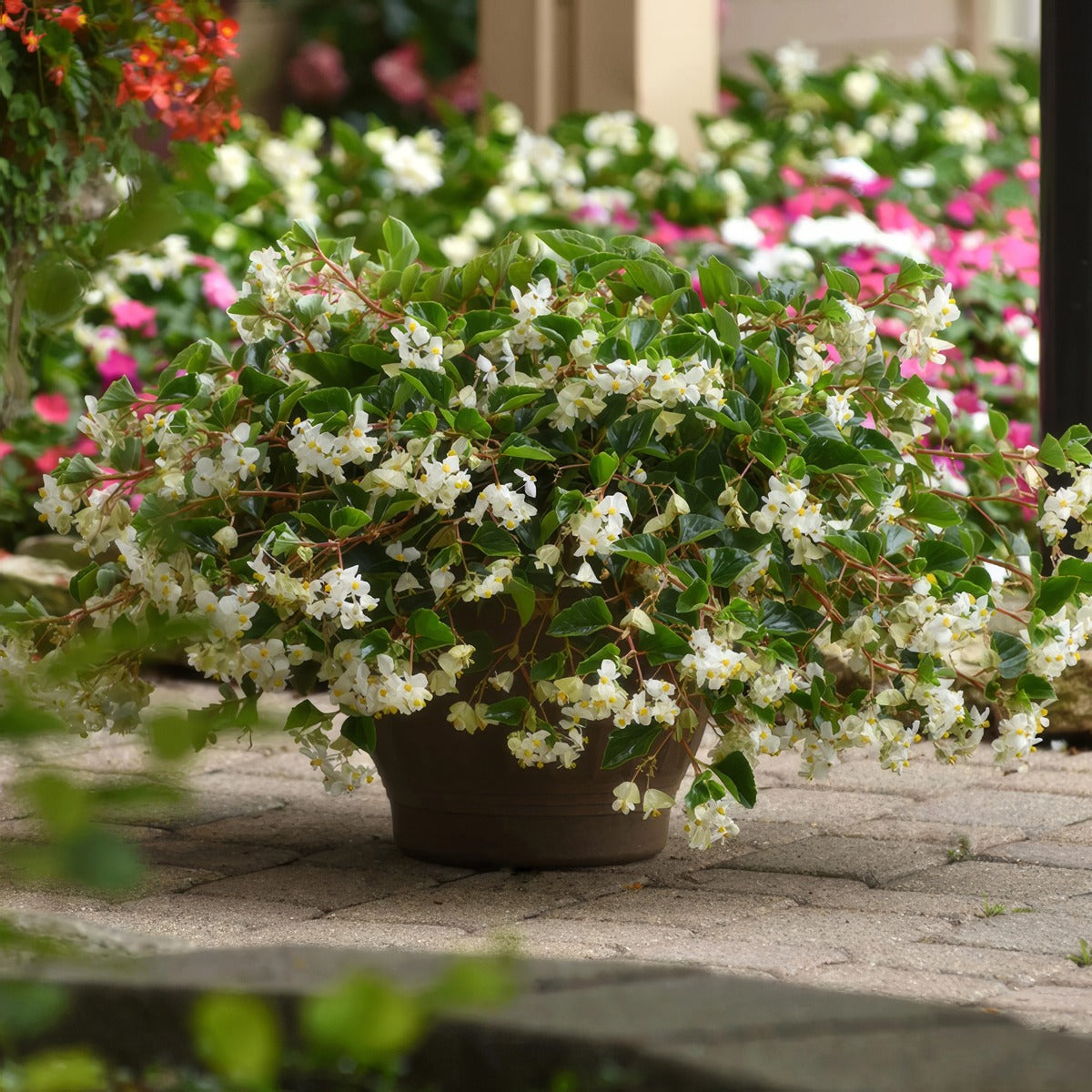 Begonia Hula Blush - Garden Express Australia