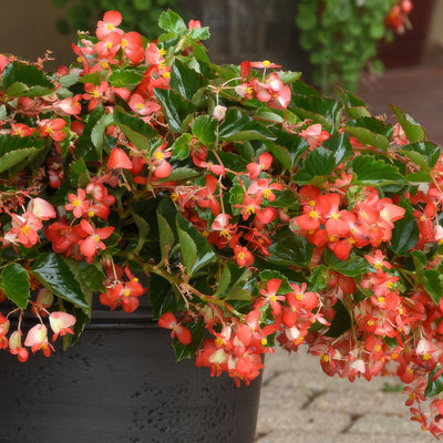 Begonia Hula Red P68beghrd - Garden Express Australia