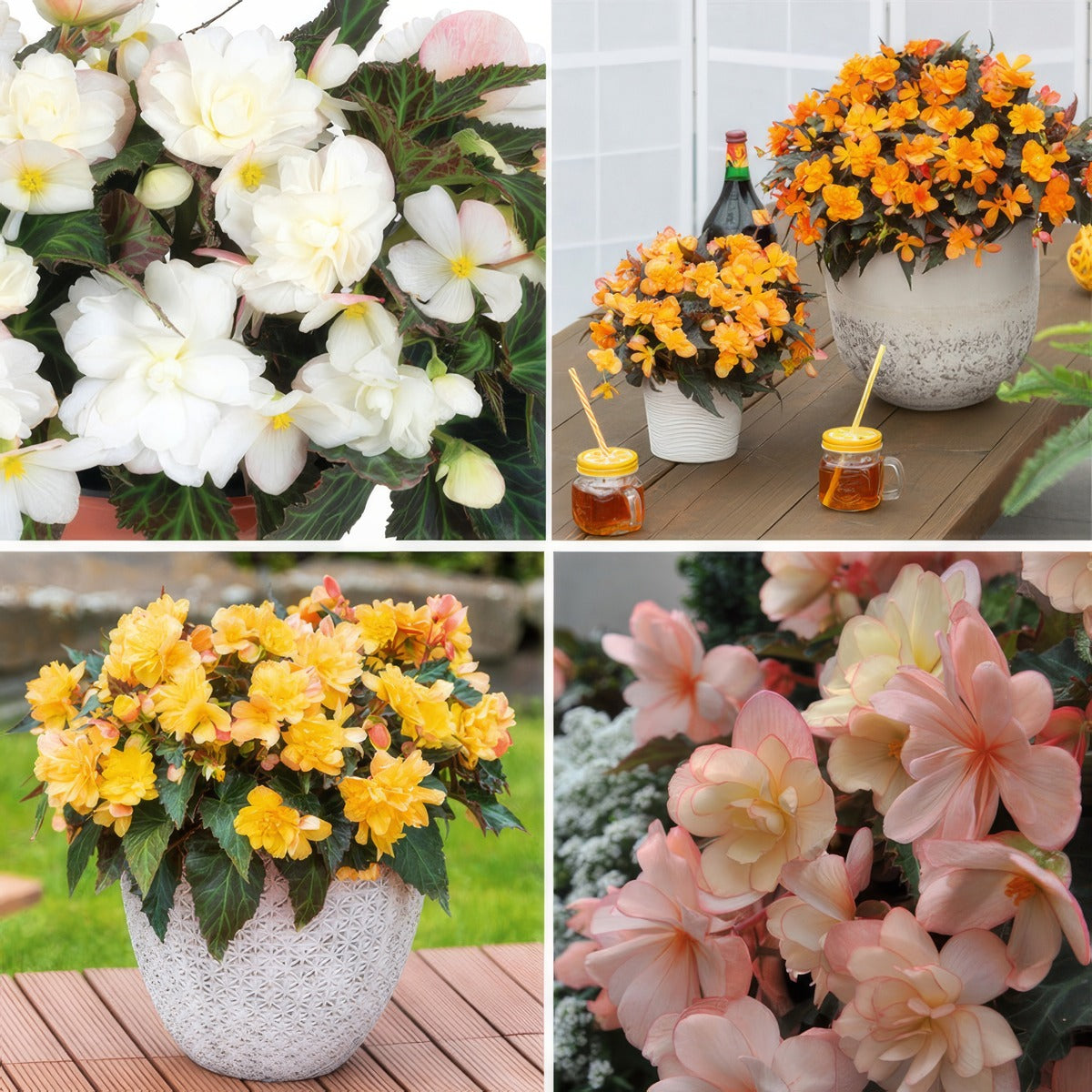 Begonia Iconia Collection Colbegico - Garden Express Australia