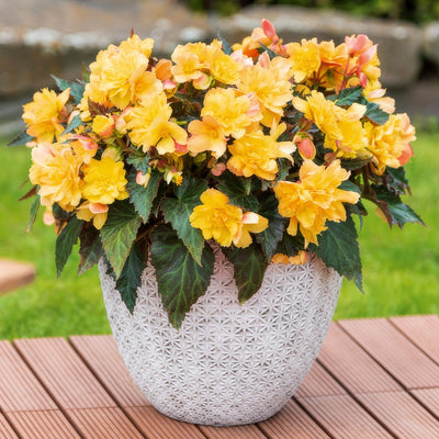 Begonia Portofino Citrix Lplbegpci - Garden Express Australia