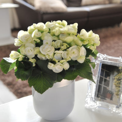 Begonia Elatior Ilona Clara Lplbegicl - Garden Express Australia