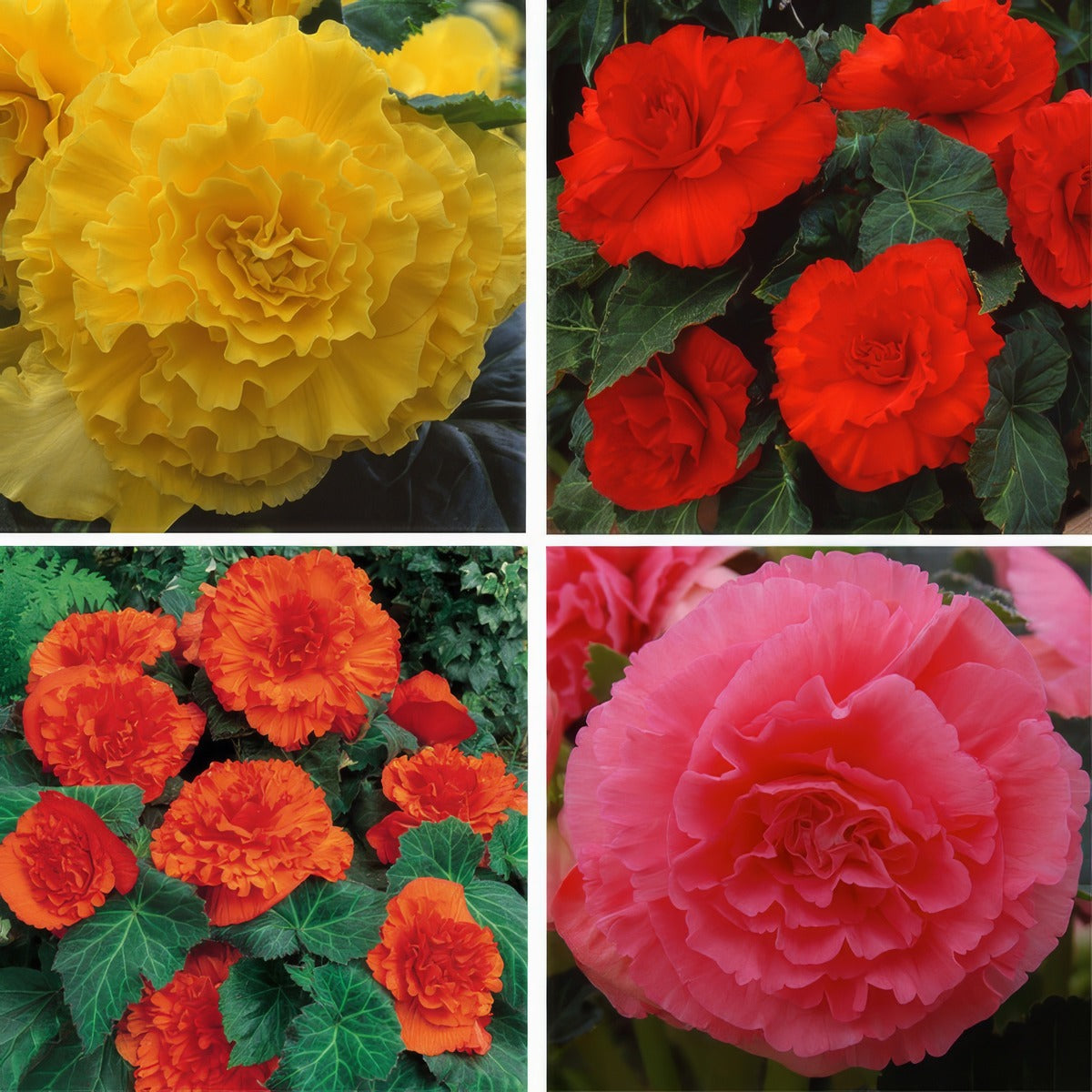 Begonia Ruffled Collection 2024 Colbegrco - Garden Express Australia