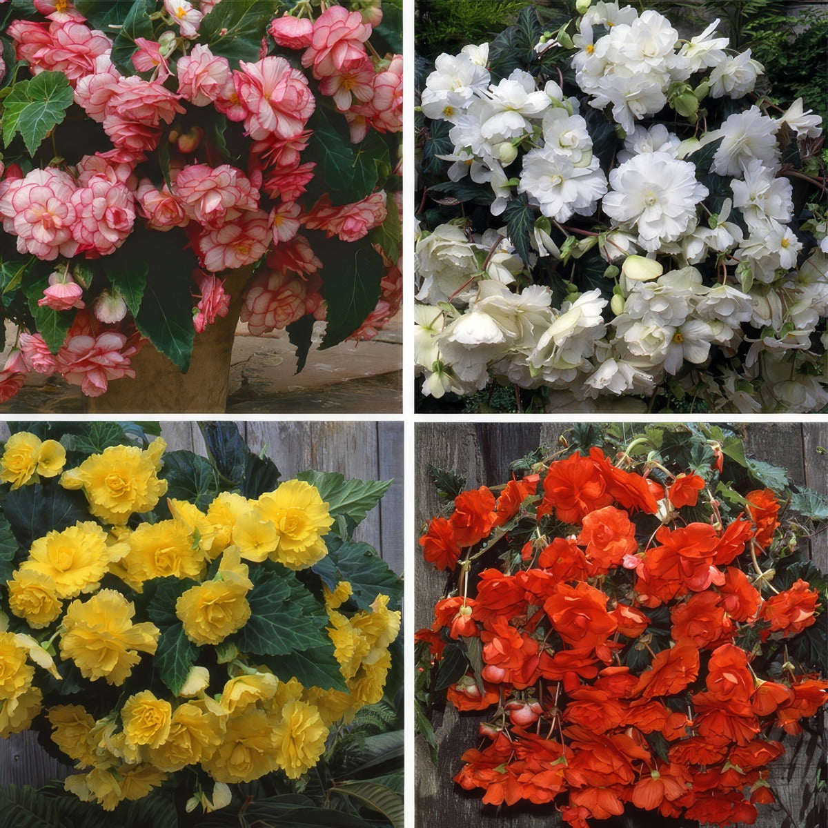 Begonia Sun Dancer Collection Colbegsco - Garden Express Australia