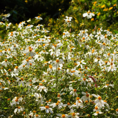 Bidens White Spell Massed - Garden Express Australia