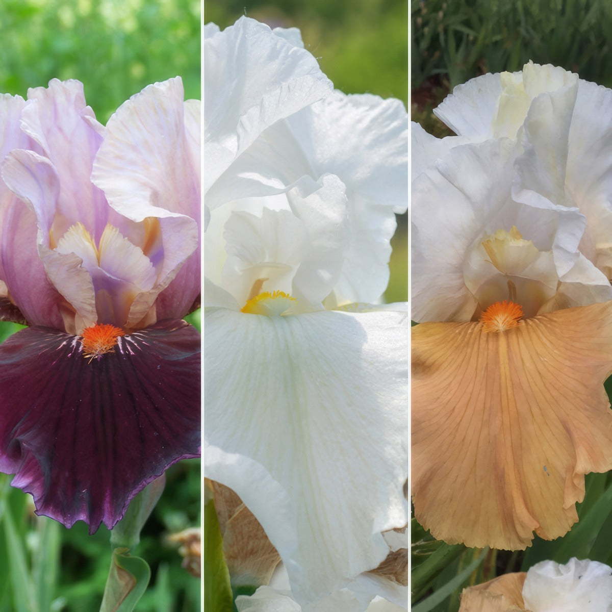 Bearded Iris Collection 4 2026 Colbircol - Garden Express Australia