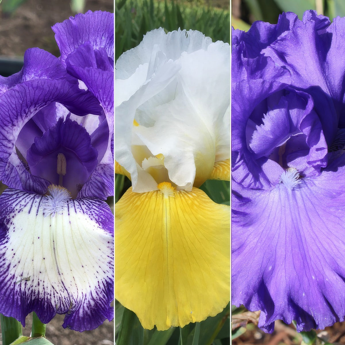 Bearded Iris Collection 5 2026 Colbircol - Garden Express Australia