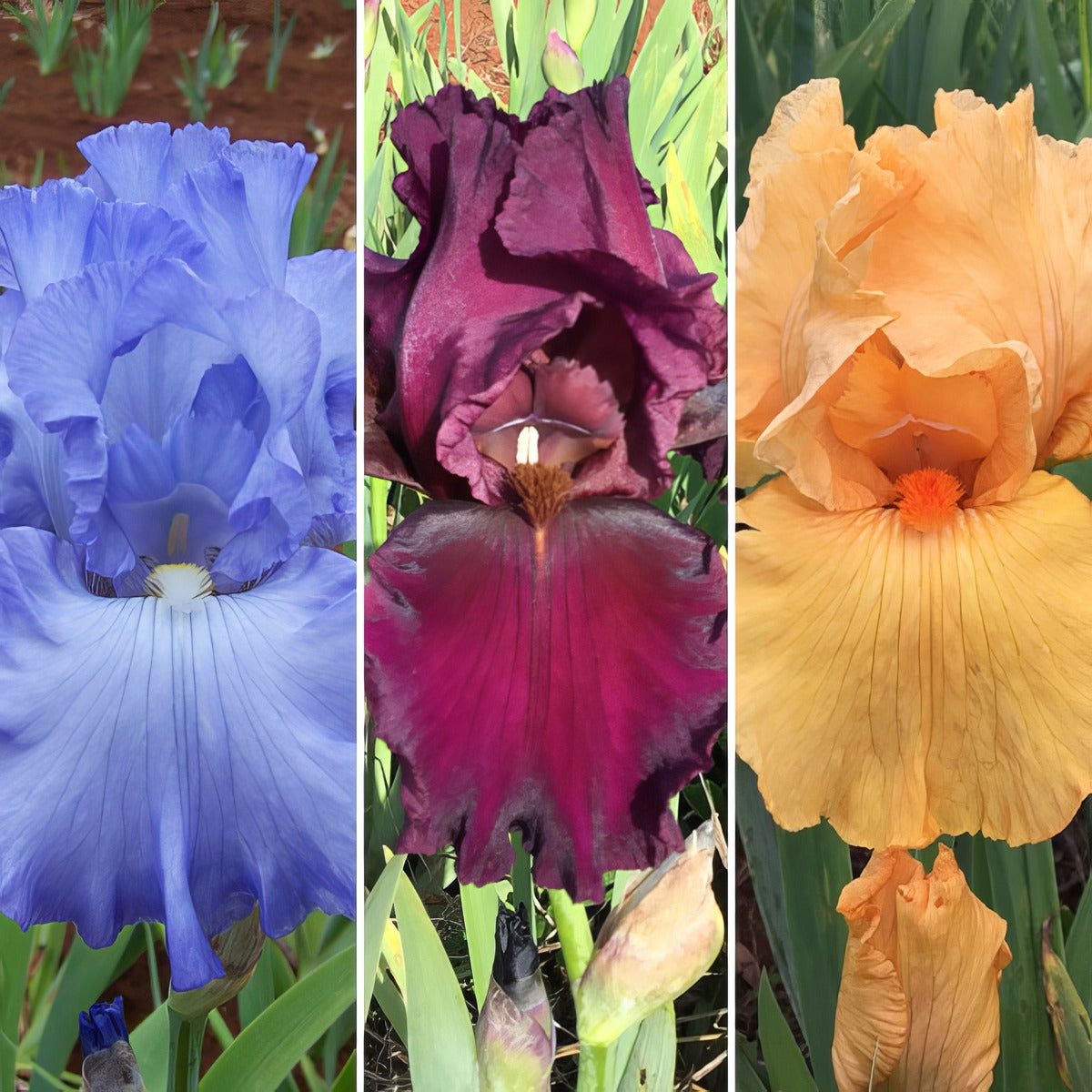 Bearded Iris Collection 1 2025 Colbircol - Garden Express Australia