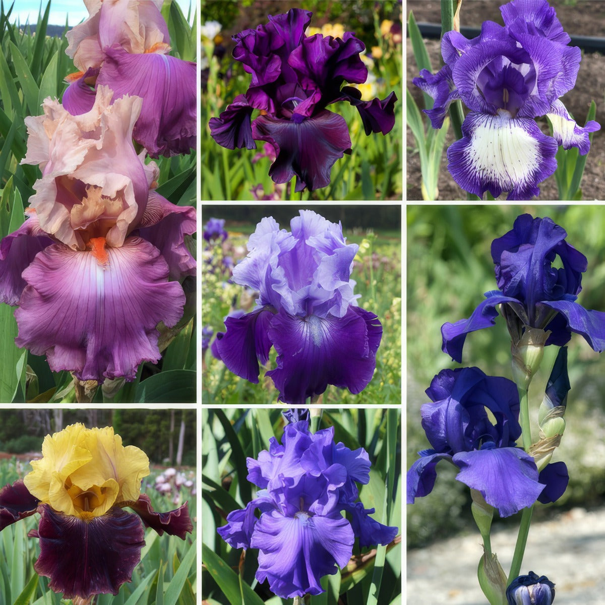 Bearded Iris Mega Coll Colbirmeg - Garden Express Australia