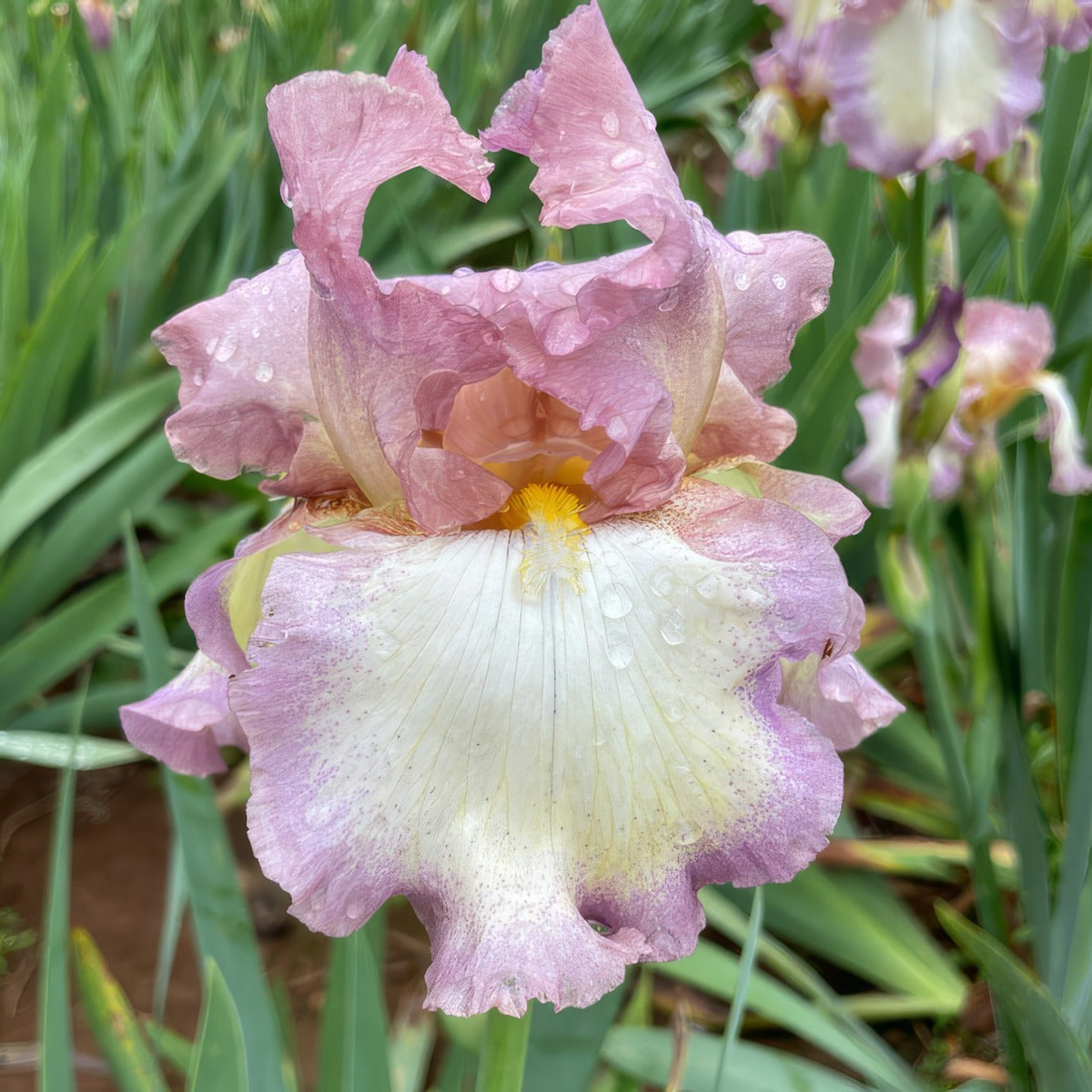 Bearded Iris Afloat - Garden Express Australia