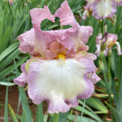 Bearded Iris Afloat - Garden Express Australia