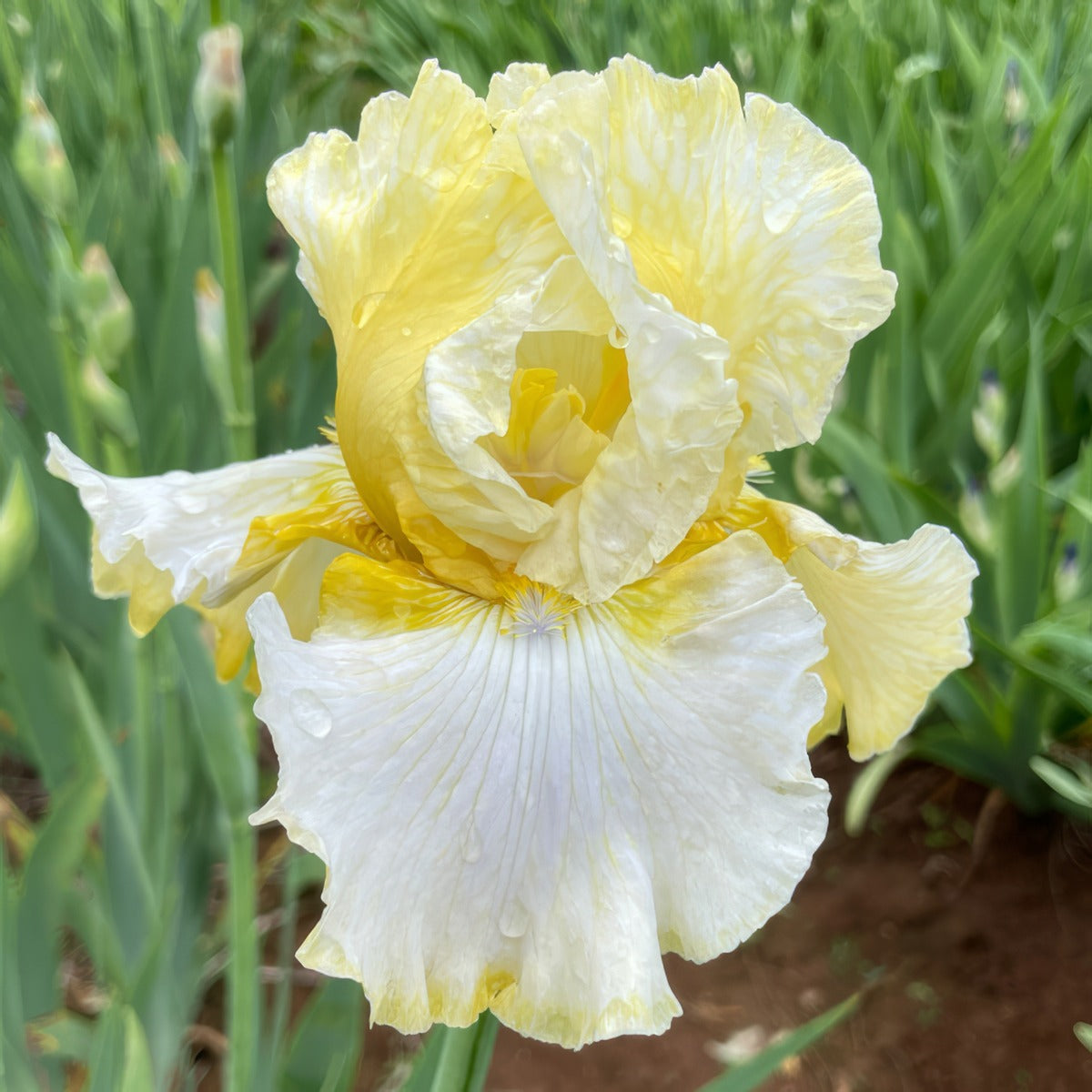 Bearded Iris Bramble - Garden Express Australia