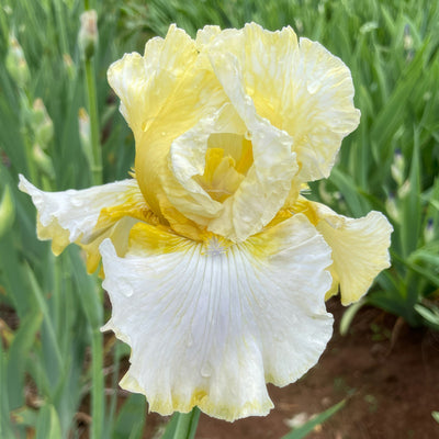 Bearded Iris Bramble - Garden Express Australia