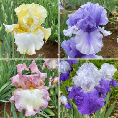 Bearded Iris New Release Collection 2 Colbirnr2 - Garden Express Australia