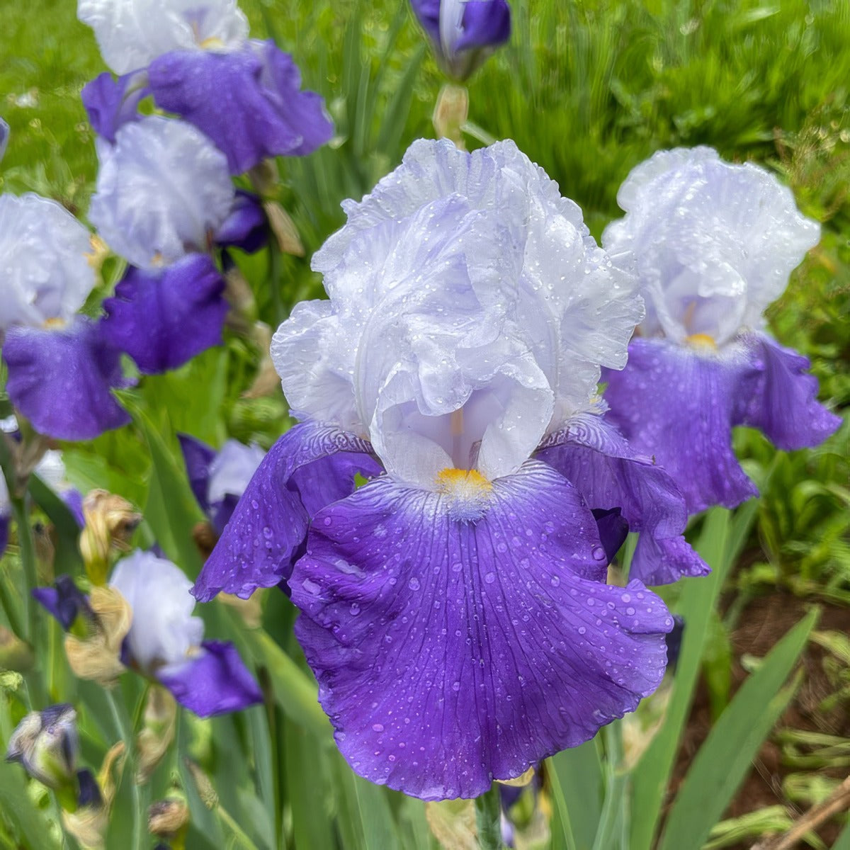 Bearded Iris Point Clear - Garden Express Australia