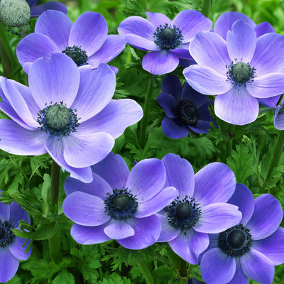 Anemone Poppy Blue 2 Pkanepbl 2025 - Garden Express Australia