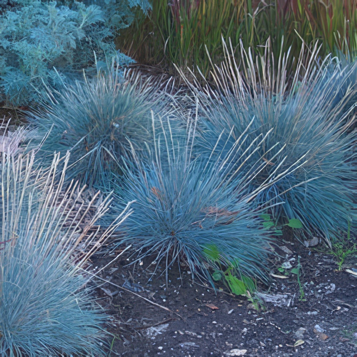 Blue Fescue 07 - Garden Express Australia