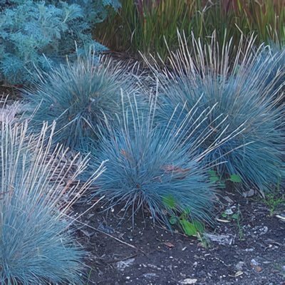 Blue Fescue 07 - Garden Express Australia