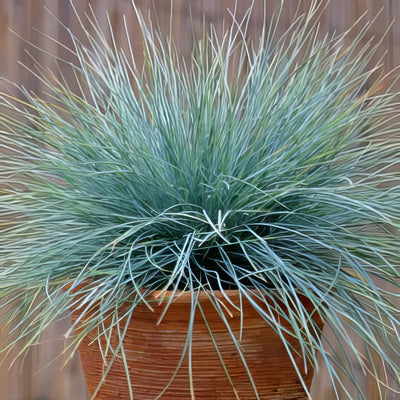 Blue Fescue Elijah Blue 16 Is 000002002659 - Garden Express Australia