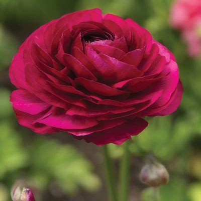 Ranunculi Burgundy Pkranbur 2020 - Garden Express Australia