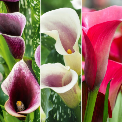 Calla Lily Collection 1 Colcalco1 2026 - Garden Express Australia