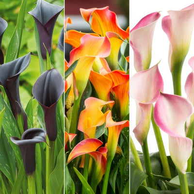 Calla Lily Collection 2 Colcalco2 2026 - Garden Express Australia