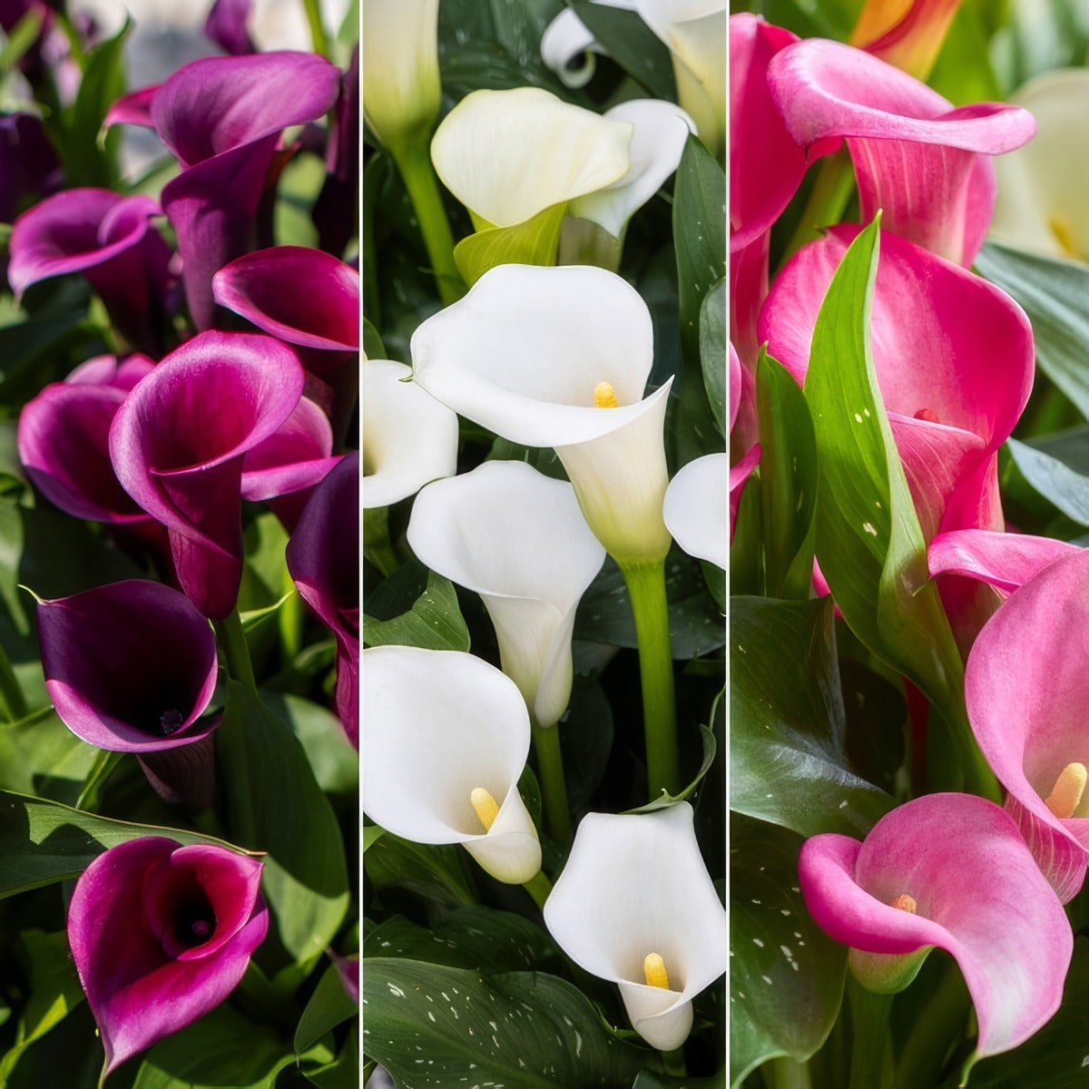 Calla Lily Collection 3 Colcalco3 2026 - Garden Express Australia