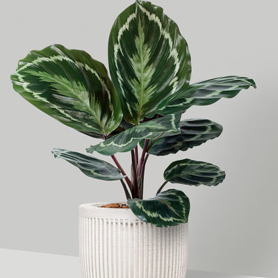 Calathea Medallion - Garden Express Australia