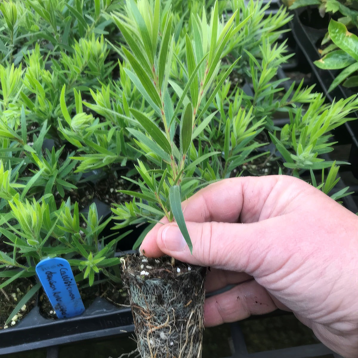Callistemon Dawson River Weeper Plug - Garden Express Australia