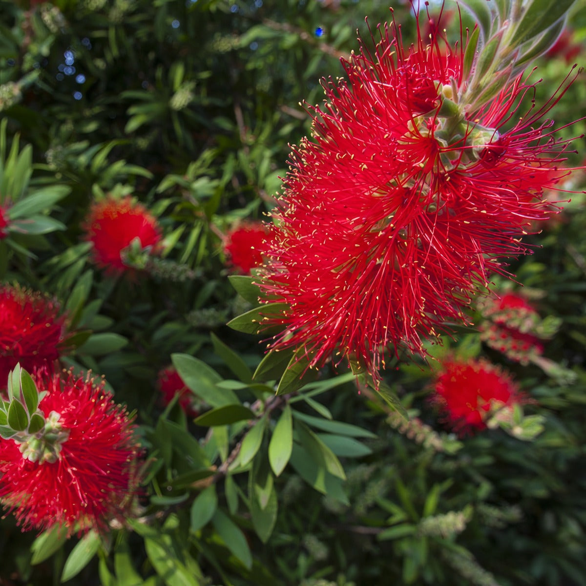 Callistemon Endeavour Lpocalend - Garden Express Australia