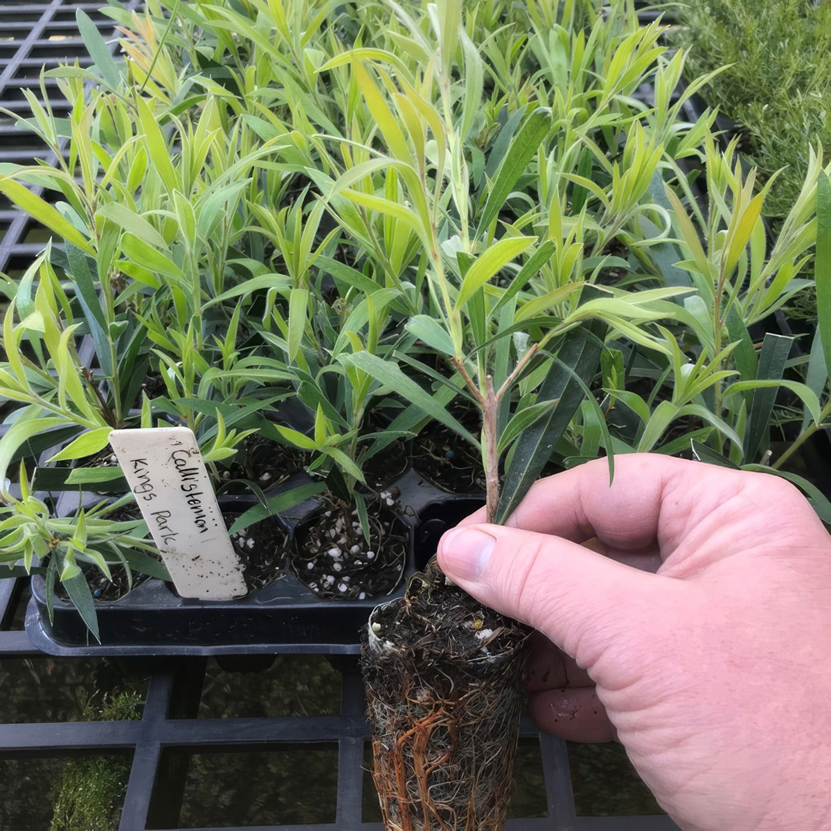 Callistemon Kings Park Special Plug - Garden Express Australia