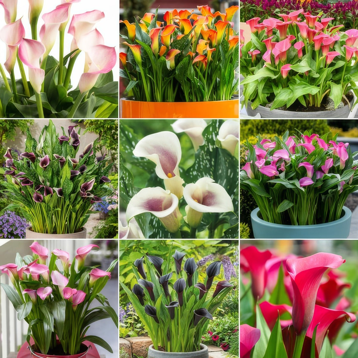 Calla Lily Ultimate Collection Colcaluco 2025 - Garden Express Australia
