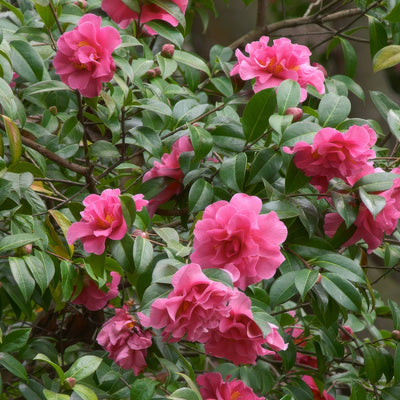 Camellia Enid Alice Lpocameal - Garden Express Australia