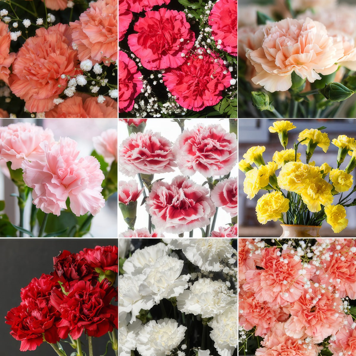 Caranation Lucky Dip Collection Colcarldi - Garden Express Australia
