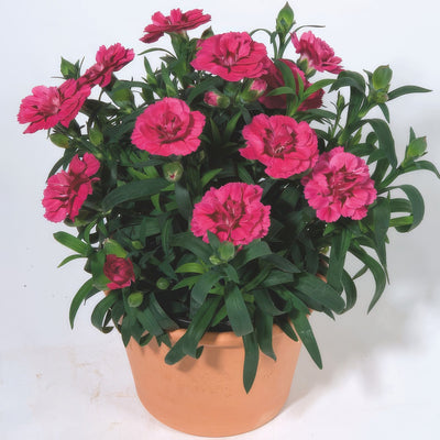 Carnationoscar Cherryvelve - Garden Express Australia