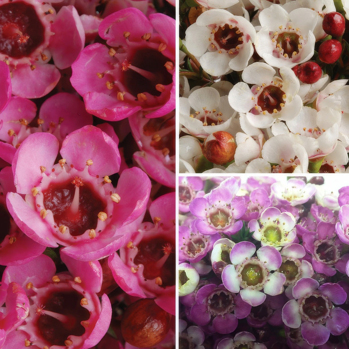 Gurus Chamelaucium Waxflower Collection Colgurwax - Garden Express Australia