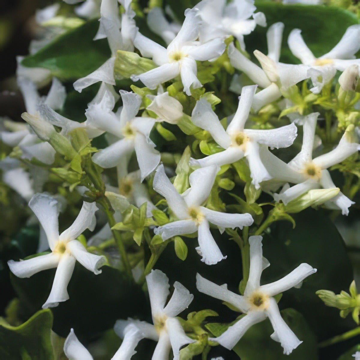 Chinese Star Jasmine 2012 - Garden Express Australia